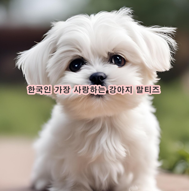 한국인 가장 사랑하는 강아지 말티즈