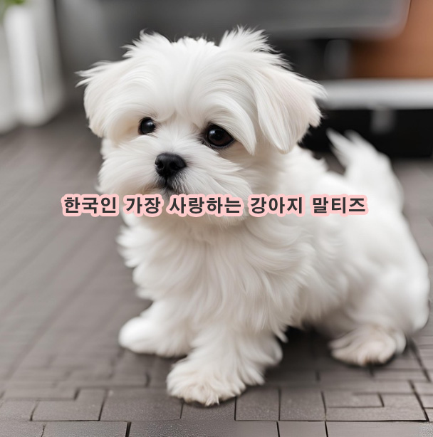 한국인 가장 좋아하는 강아지 몰티즈